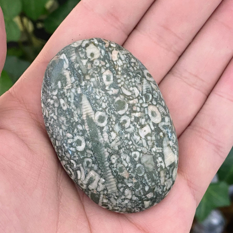 Crinoid Sea Fossil Pocket Stone from China