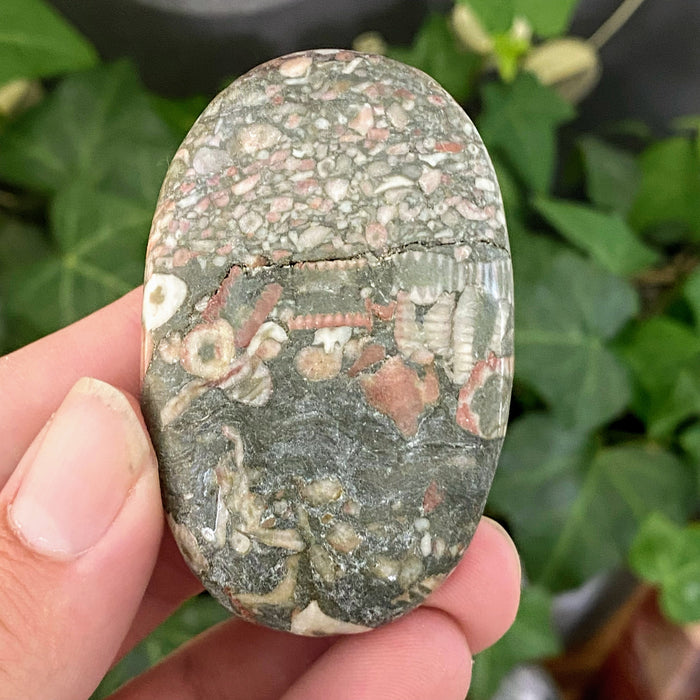 Crinoid Sea Fossil Pocket Stone from China